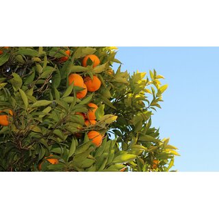 78 - O Sole mio - Orangengeist, 42 %vol, 35 cl