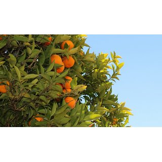 78° - O´ Sole mio - Orangengeist, 42 %vol, 35 cl